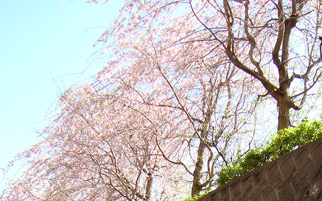 お花見